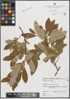 Foto von Salix cinerea L.